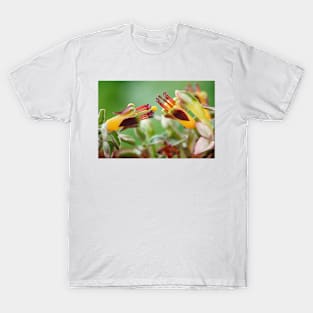 Fuchsia procumbens  'Wirral'  Also known as 'Variegata' and 'Argentea' T-Shirt